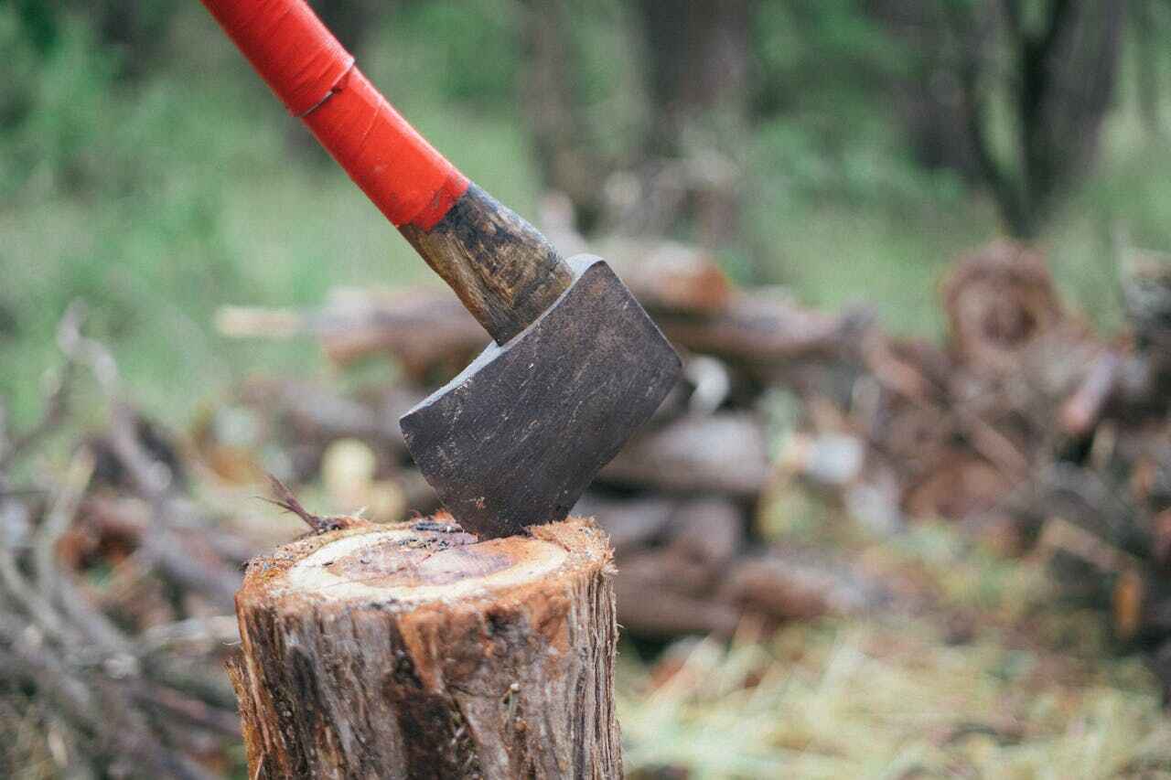 Tree Root Removal in Sweetwater, TX